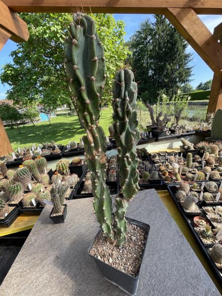 Cereus jamacaru monstrose